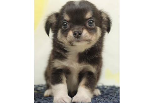 成約済の千葉県のチワワ(ロングコート)-222403の1枚目